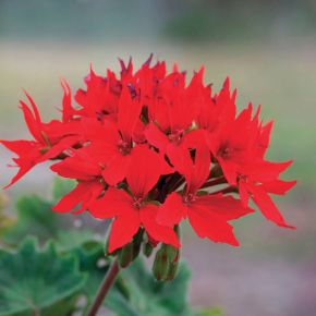 Quantum Red Geranium